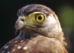 The Eye of the Falcon