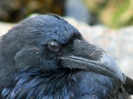 The Eye of the Raven