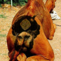 Muhammad as Camel's Ass