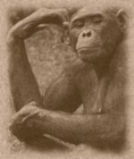 Thinking Ape