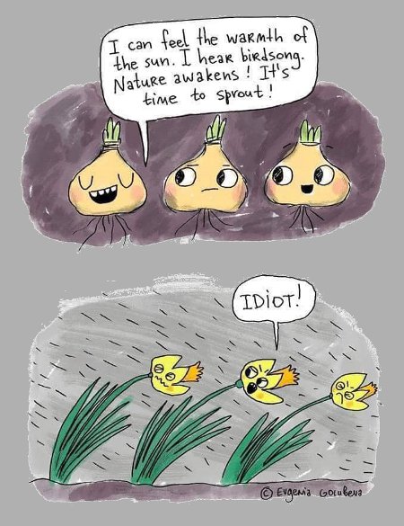 Stupid Daffodils