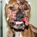 The type of injuries suffered by the survivors of dogfighting such a Michael Vick is accused of performing
