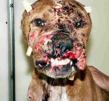 A sample victim of Michael 'Sick' Vick's dogfighting business