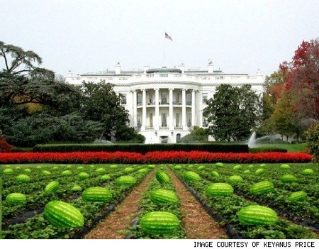 The White House Watermelon Patch