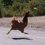 Chicken Crossing The Road