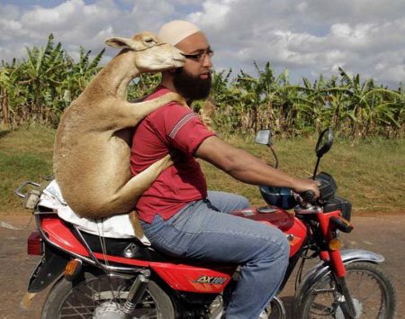 Raghead With Sheep On Bike - Muslim Dating At Its Finest - Note: No Human or Muslim Females Were Harmed In The Making Of This Image
