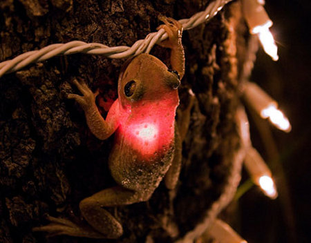 Christmas Frog - You just know that PETA will freak