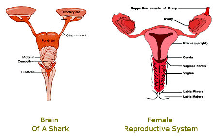 Shark Brain & Woman's Reproductive System