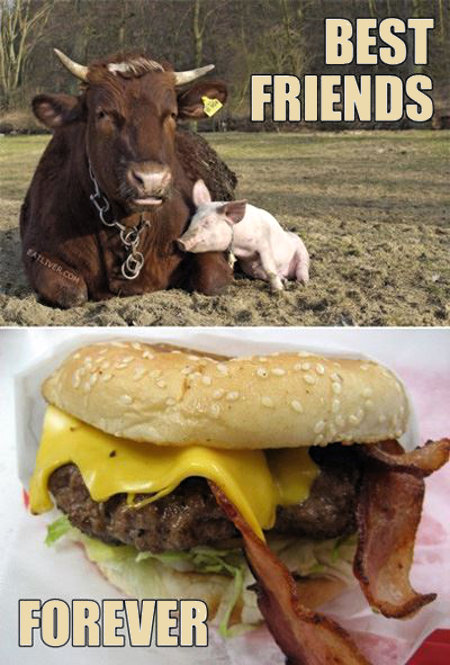 Cow and Pig - Best Friends Forever