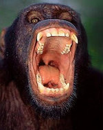 Black Caucus - Screaming apes flinging poo