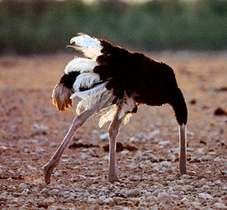 Ostrich With Head In The Sand