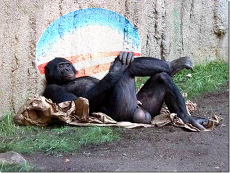 Chimp Relaxing - Waiting on EBT and his new Obama Phone