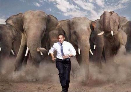 Obama Elephant Stampede