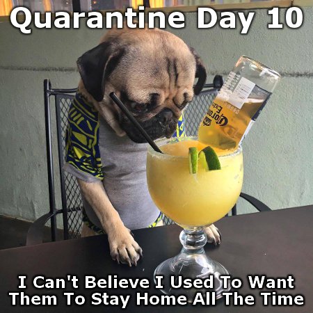 By Day 10 of the Quarantine even dogs are ruing their wish that their humans would stay home