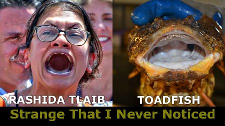 Strange That I Never Noticed That An Angry Rashida Tlaib Looks Like An Angry Toadfish
