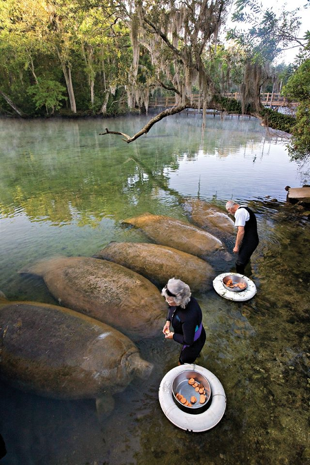 Meanwhile In Florida ...
An Elderly Couple Feed A Herd of Manatees
No one said "Hold my beer!"
No injuries or property damage occured