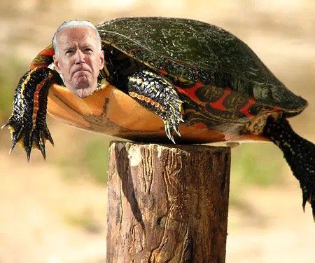 Creepy Uncle "Bad Touch" Biden aka
"President" Post Turtle