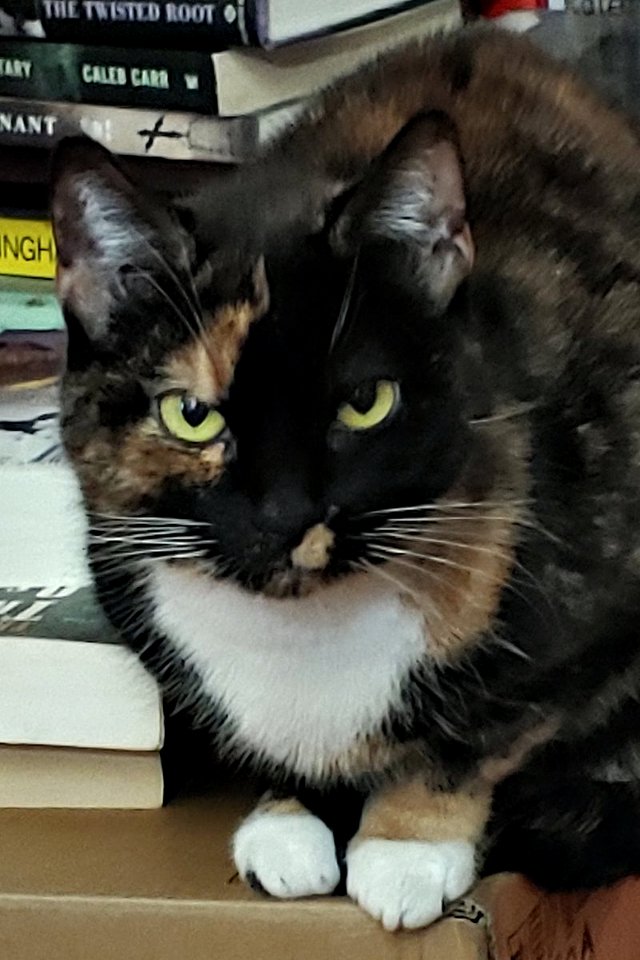 Grania, My Ever-So-Judgemental Cat