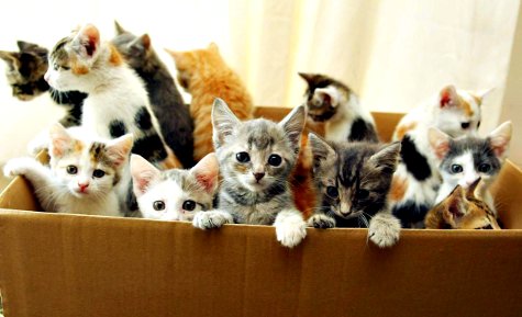 A Box Full Of Kittens