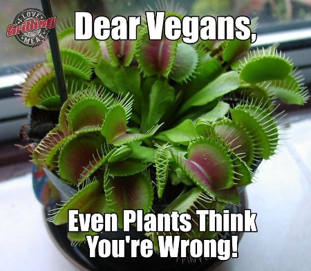 Dear Vegans