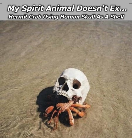 My Spirit Animal Doesn't...