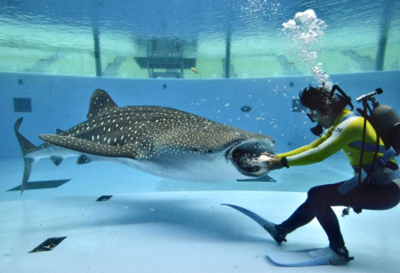 A diver feeds to a whale shark 